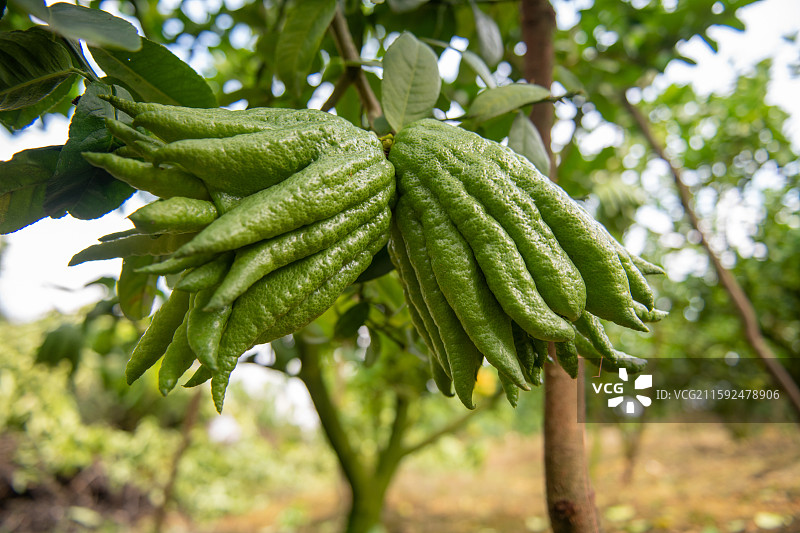 散发香味且富有质感色泽和形态的成熟佛手图片素材