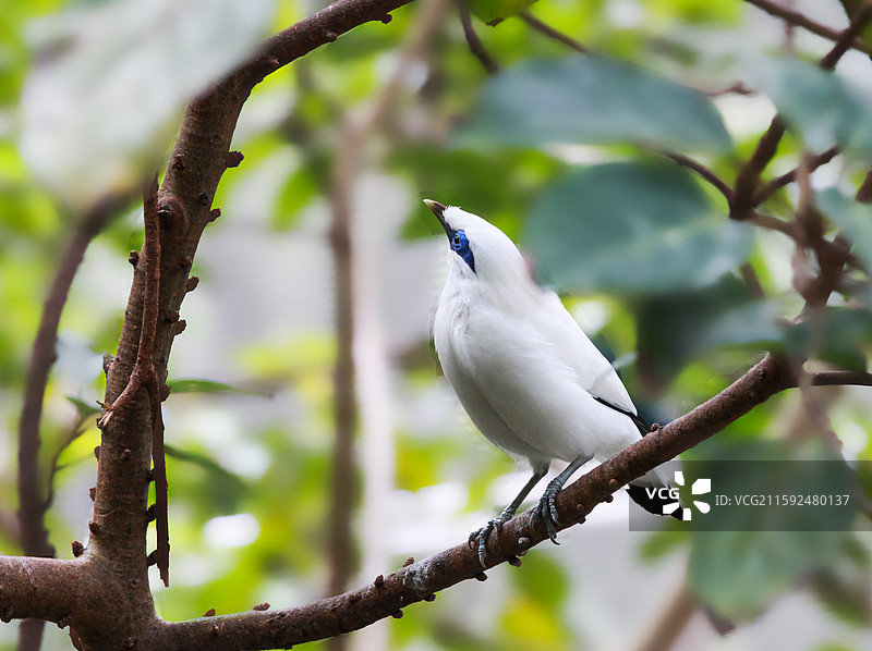 长冠军八哥图片素材