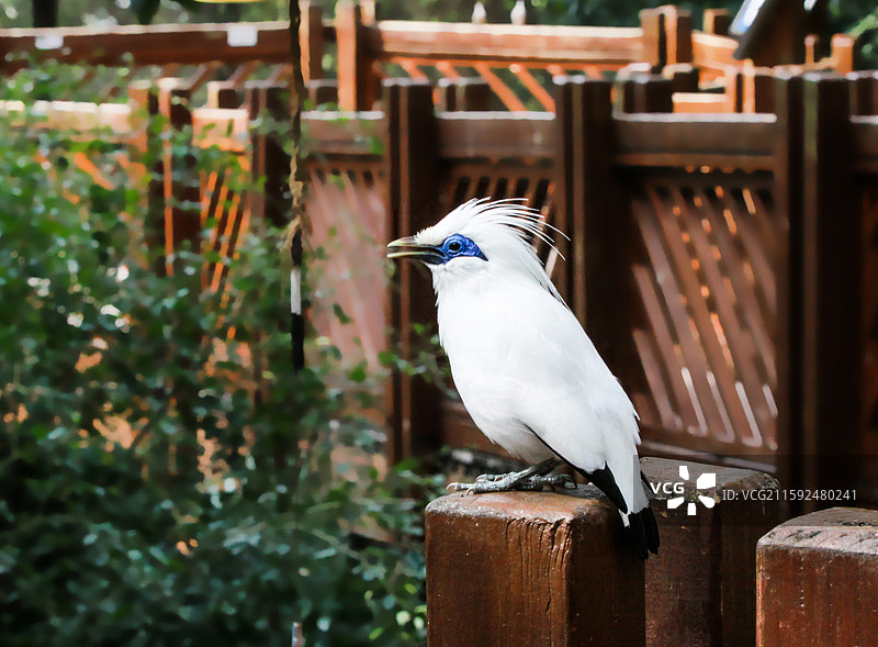 长冠军八哥图片素材