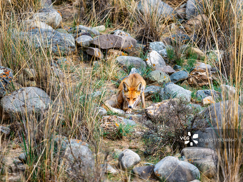 外貌迷人的顶级捕食者——祁连山区的赤狐图片素材