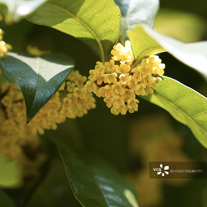 秋天的满觉陇，桂花开了图片素材