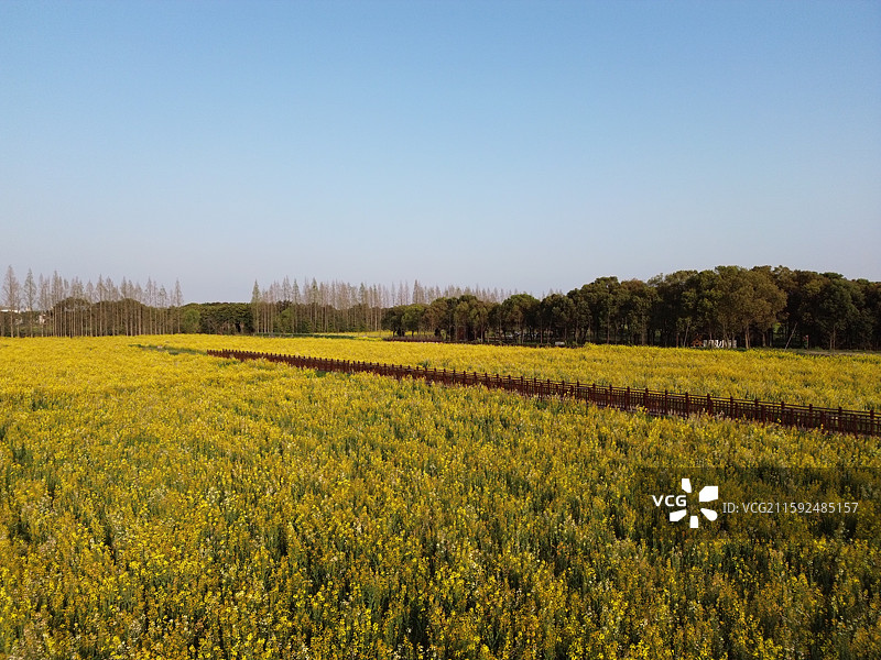 油菜花海，拍摄于上海市奉贤区南桥镇图片素材