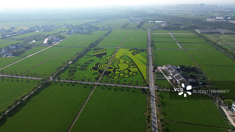 彩色水稻田，水稻画，上海市奉贤区青村镇李窑村，网红村，乡村风光图片素材