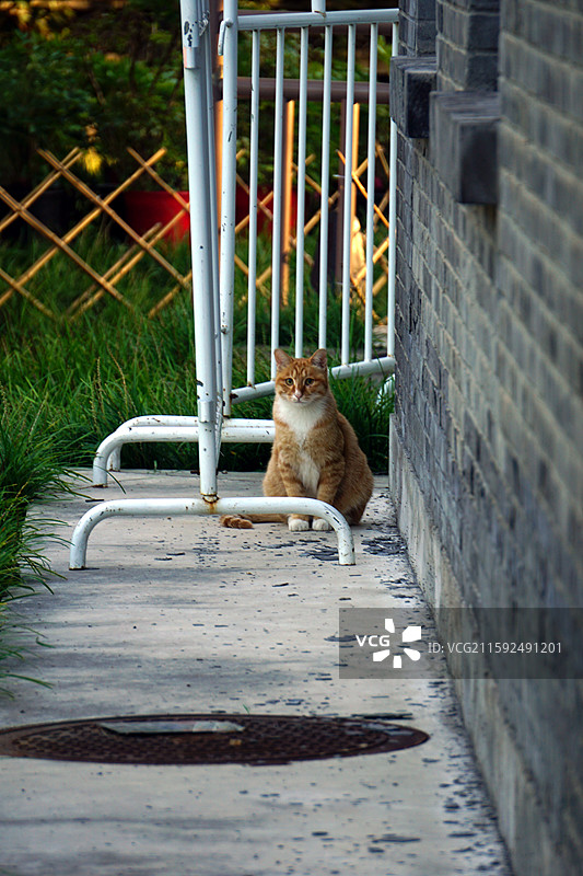 北京景山公园胆小的猫图片素材