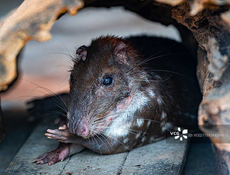 低地斑刺豚鼠图片素材