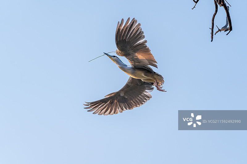 忙碌的夜鹭图片素材