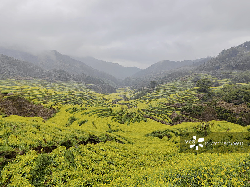 江西婺源油菜花图片素材