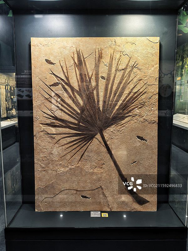 南京古生物博物馆文物-始新世时代棕榈化石标本图片素材