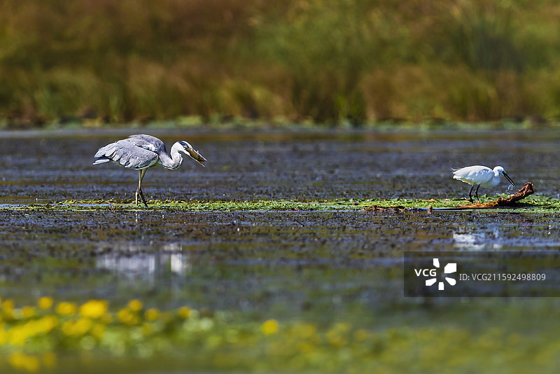 苍鹭吃鱼图片素材