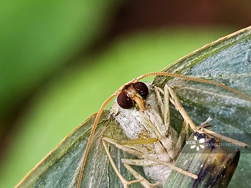 海绿尺蛾（特写）图片素材