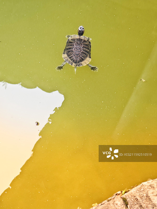 前途未卜 秀水映龟影，静观岁月沧。图片素材