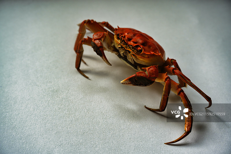 白色背景下的盘锦河蟹图片素材