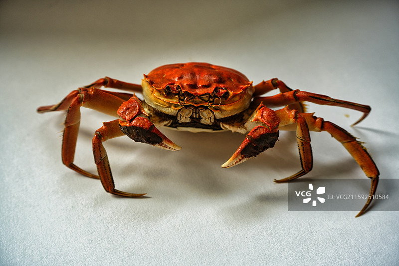 白色背景下的盘锦河蟹图片素材