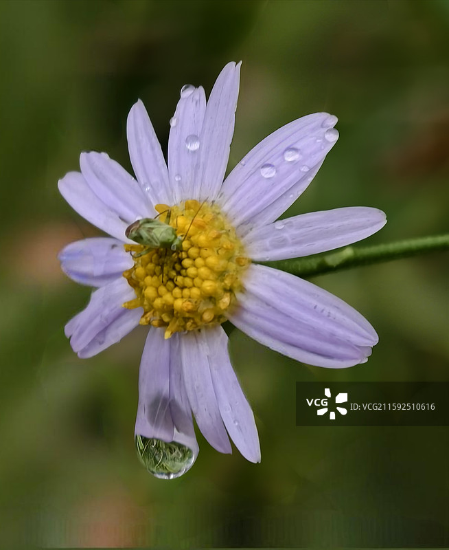 雨后小花之上图片素材