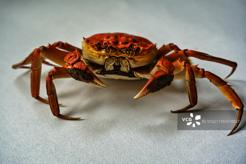 白色背景下的盘锦河蟹图片素材