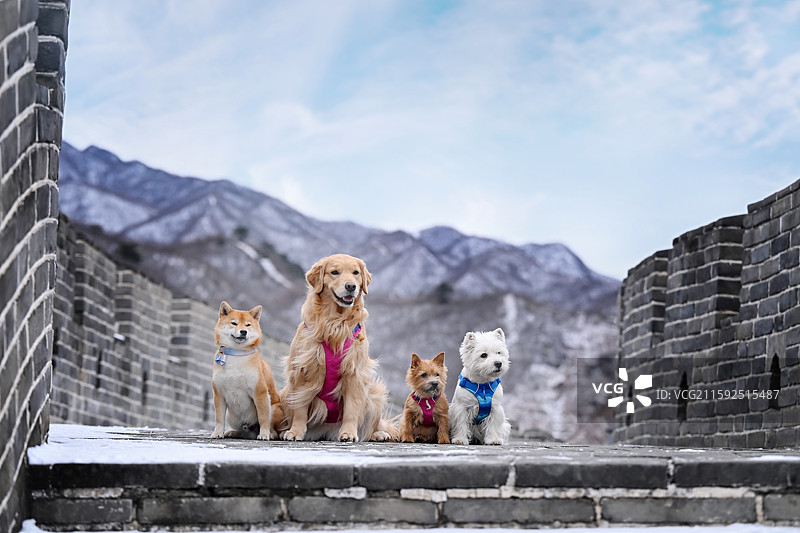 长城上的金毛寻回犬和柴犬和西高地白梗和诺维奇犬图片素材