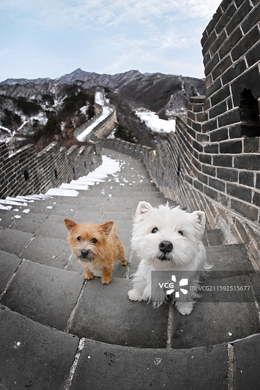长城上的西高地白梗和诺维奇犬图片素材