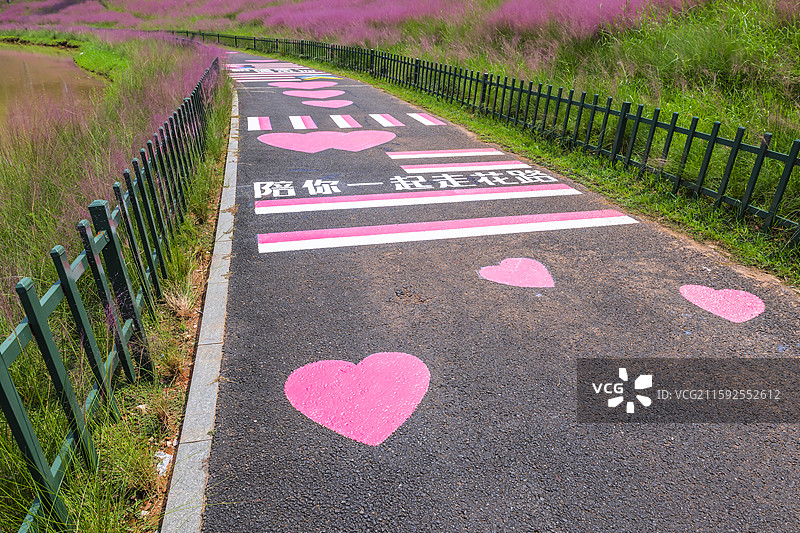 南宁园博园，粉黛花海景观图片素材