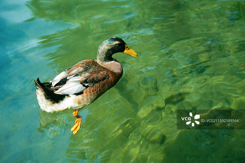 五龙潭绿波荡漾中的野鸭图片素材