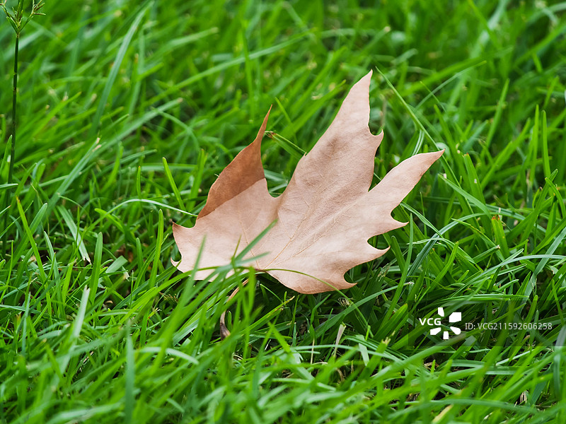 生命与凋零落叶与小草图片素材
