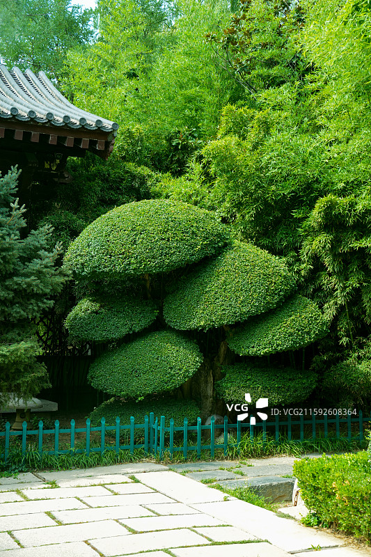 秦琼祠园林绿植松树异形修剪图片素材