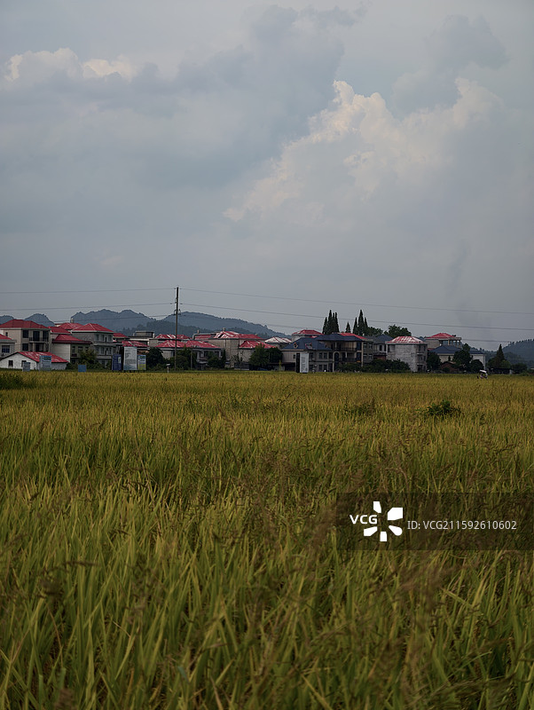 江西萍乡·芦溪县·秋日·稻田图片素材