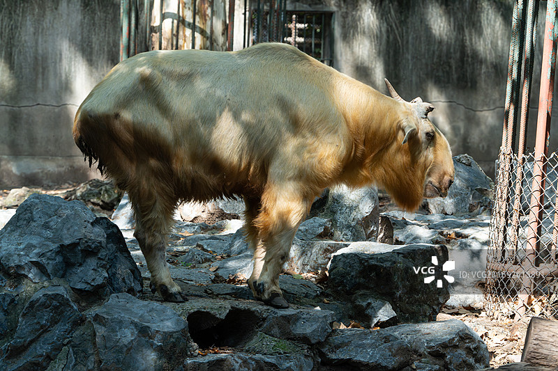上海动物园秦岭羚牛图片素材