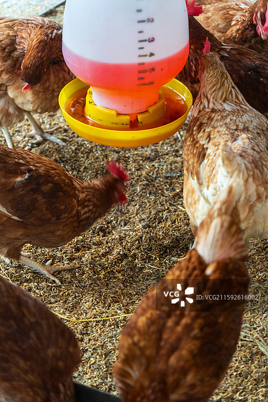鸡舍里隔着铁丝网在稻壳上休息的棕色母鸡图片素材