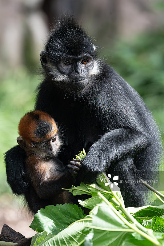 上海动物园黑叶猴图片素材