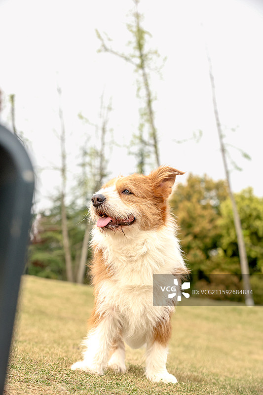 苏格兰梗x柯基图片素材