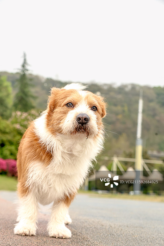 苏格兰梗x柯基图片素材