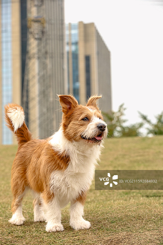 苏格兰梗x柯基图片素材