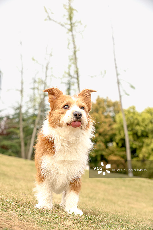 苏格兰梗x柯基图片素材