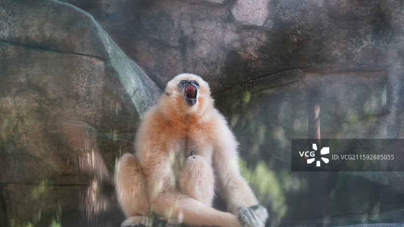 仰天长啸的长臂猿图片素材