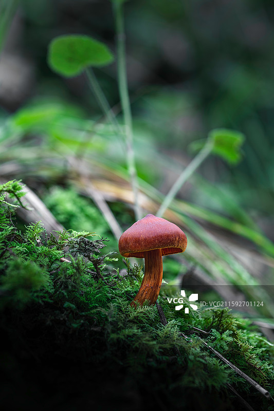 云南大理巍山巍宝山野生菌（真菌）系列图片素材