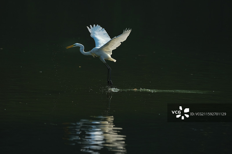 湖上飞翔的白鹭图片素材