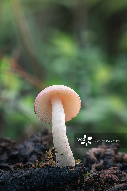 云南大理巍山巍宝山野生菌（真菌）系列图片素材