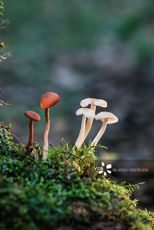 云南大理巍山巍宝山野生菌（真菌）系列图片素材