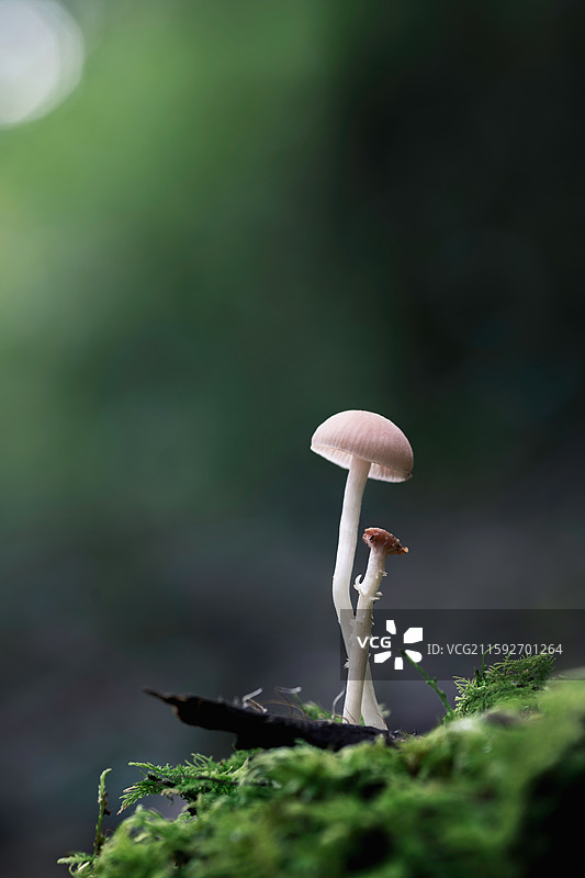 云南大理巍山巍宝山野生菌（真菌）系列图片素材
