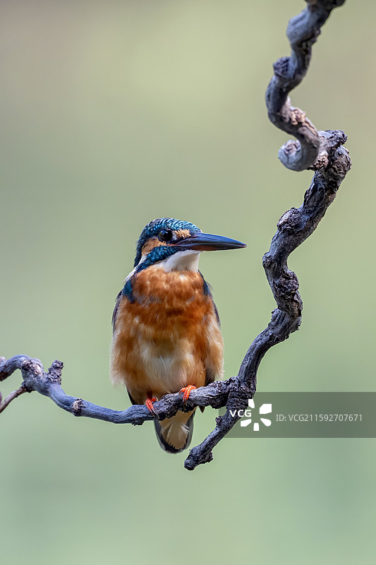 高清全翠鸟 新江湾城 生态 环境图片素材