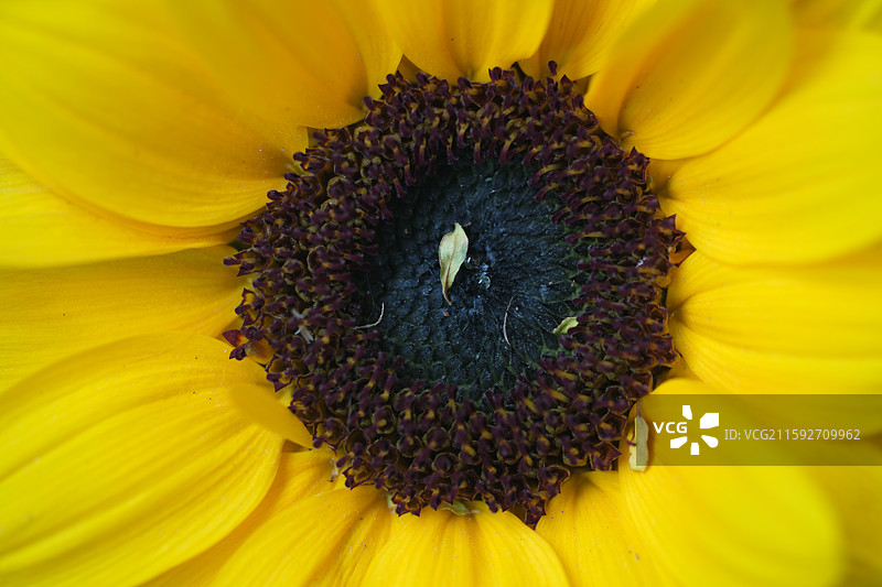 各种花与植物组图。石榴花。龙葵。豆角。茄子花。向日葵花。杜鹃。黄色圣女果。小西红柿。科普背景图图片素材