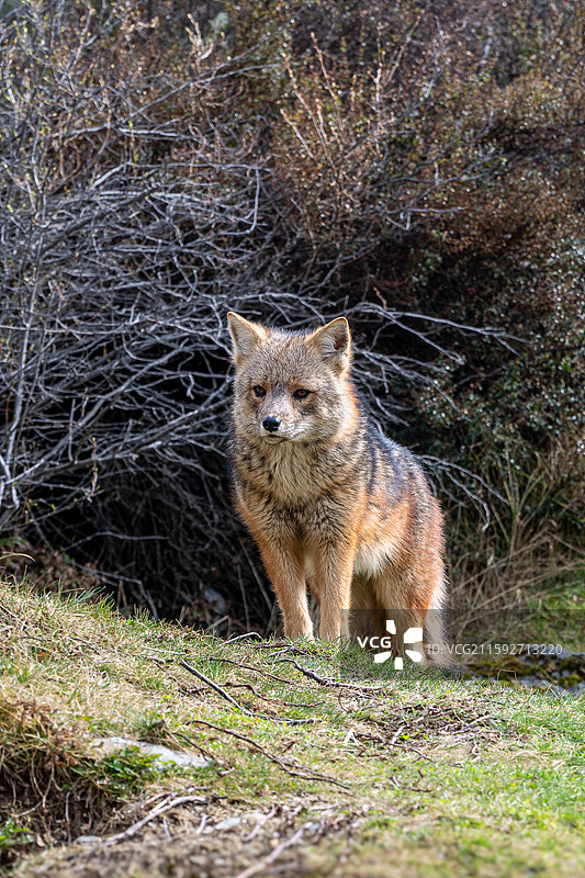 阿根廷火地岛 安第斯狐图片素材