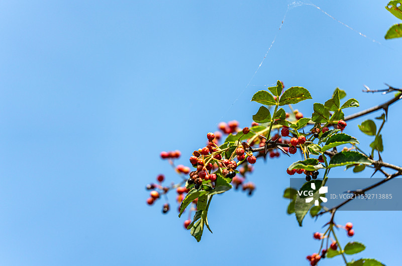 济南红叶谷山坡上晴朗蓝天下的花椒树植物花椒果实特写图图片素材