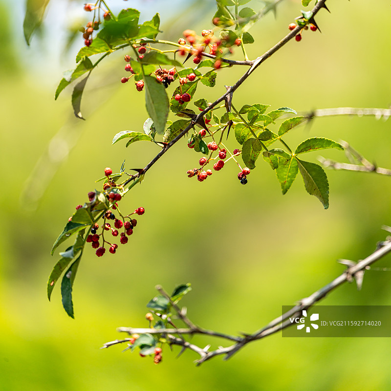 济南红叶谷山坡上晴朗蓝天下的花椒树植物花椒果实特写图图片素材