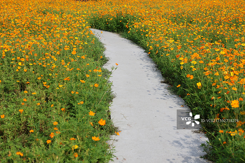 格桑花海现代农业乡村振兴浪漫花朵特写图片素材