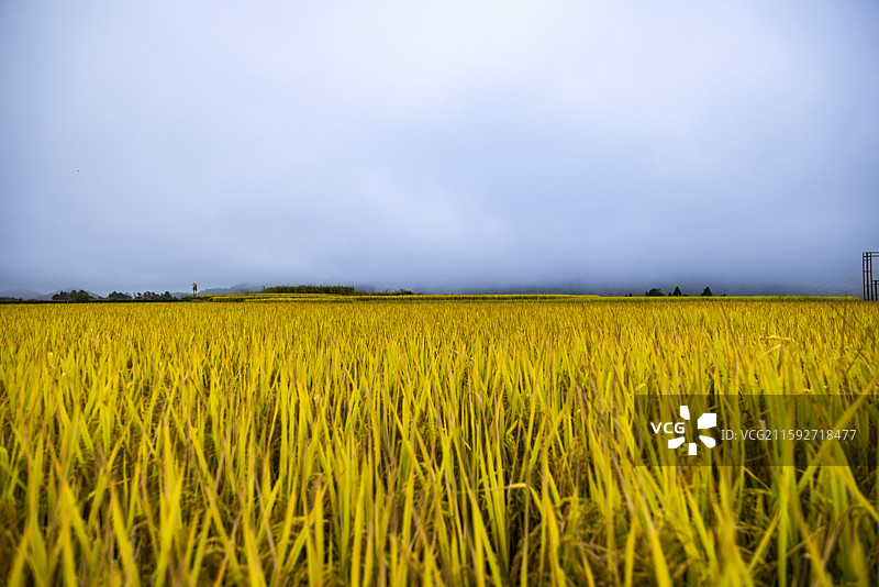 龙里大新梯田图片素材