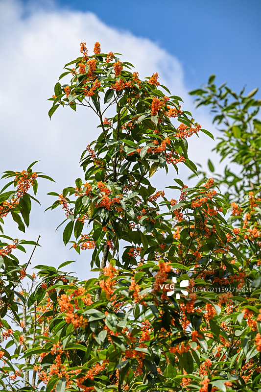 四川省绵阳市户外桂花，无人图片素材