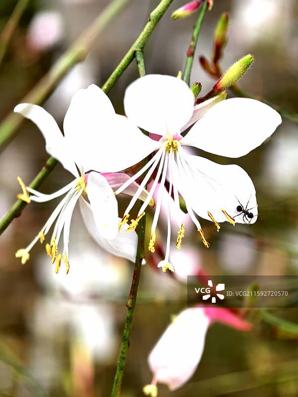 雄安新区雄县美景抓拍图片素材