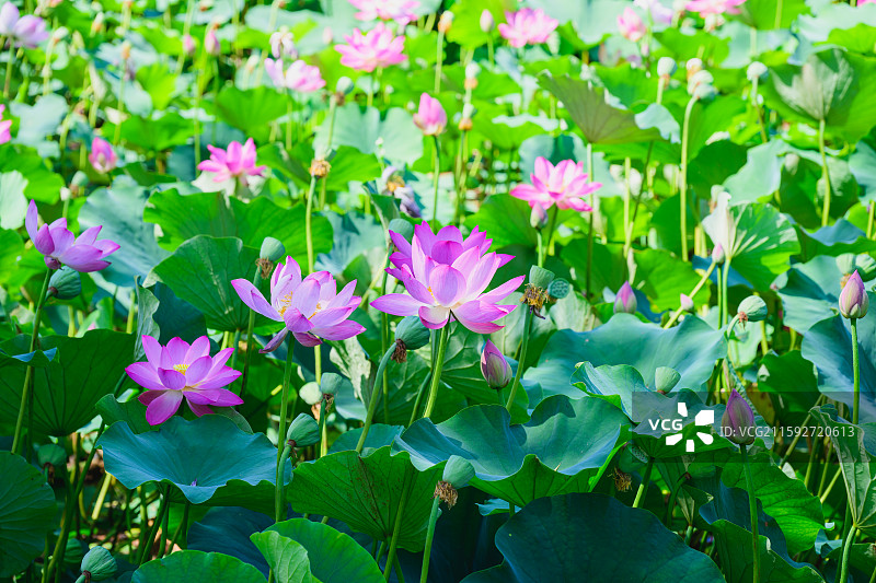 夏日的荷塘，连片的碧绿荷叶中点缀着美丽的粉色荷花。图片素材