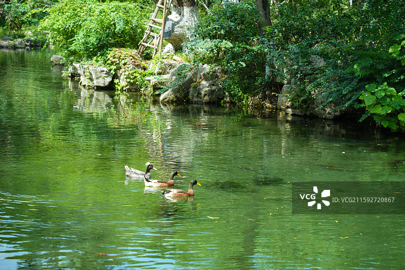 五龙潭公园贤清榭贤清泉图片素材